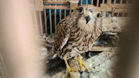 הבז שאותר בבית בלוד, צילום: רשות הטבע והגנים